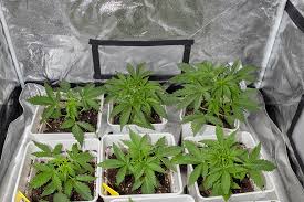 Discovering the Significance of Marijuana Seeds Texas Discovering the Significance of Marijuana Seeds Texas