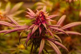 Discovering the Significance of Marijuana Seeds Texas Discovering the Significance of Marijuana Seeds Texas